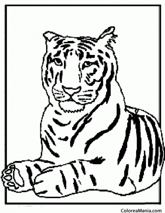 Colorear Tigre tumbado 2 (Animales de la Selva), dibujo para colorear gratis