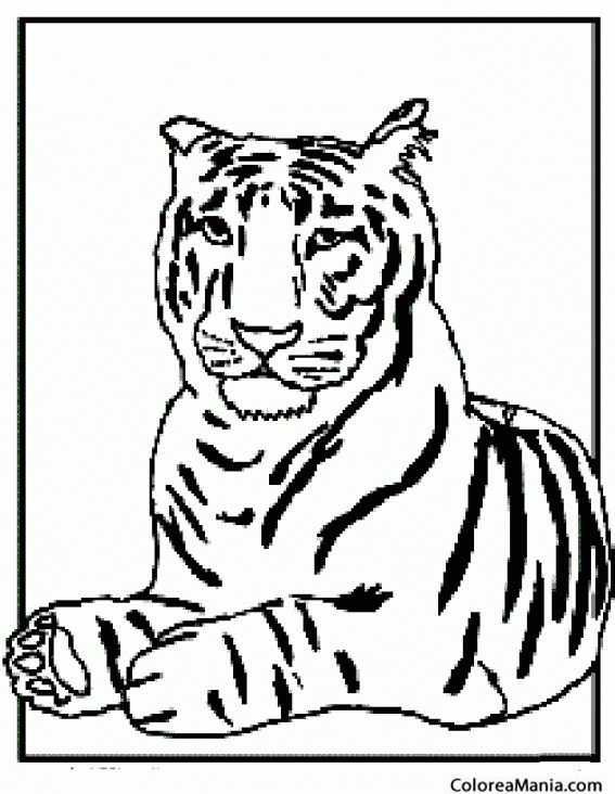 Colorear Tigre tumbado 2 (Animales de la Selva), dibujo para colorear gratis Colorear Tigre tumbado 2 (Animales de la Selva), dibujo para colorear gratis