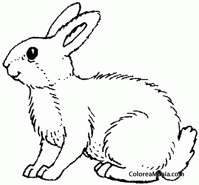 Colorear Conejo