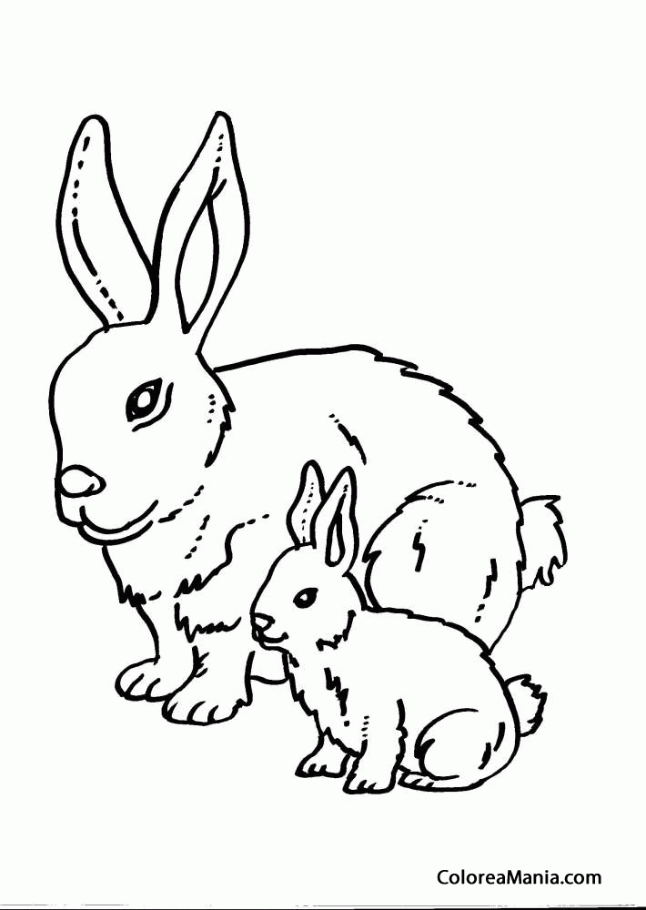 Colorear Conejo con su cra
