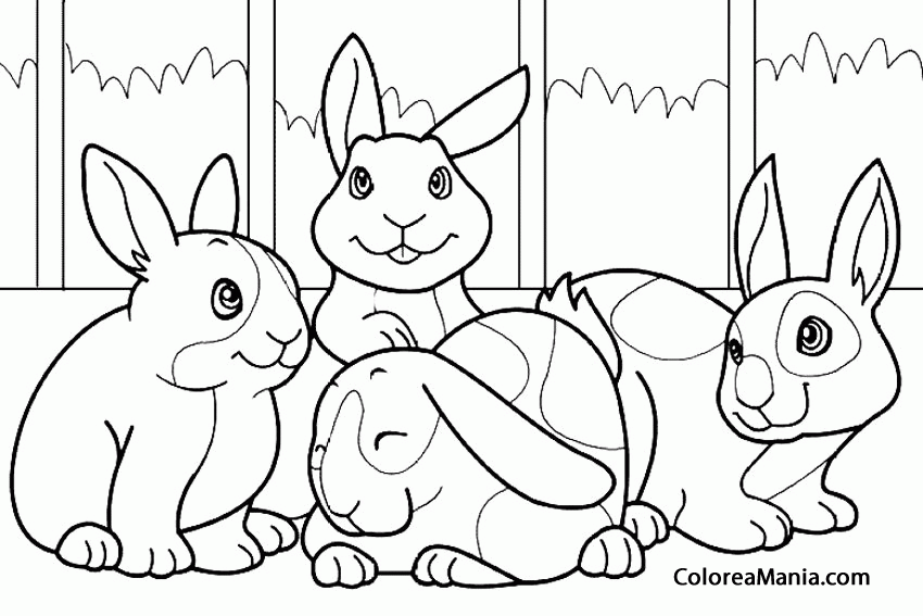 Colorear Conejos