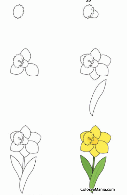 Colorear Como dibujar un Narciso