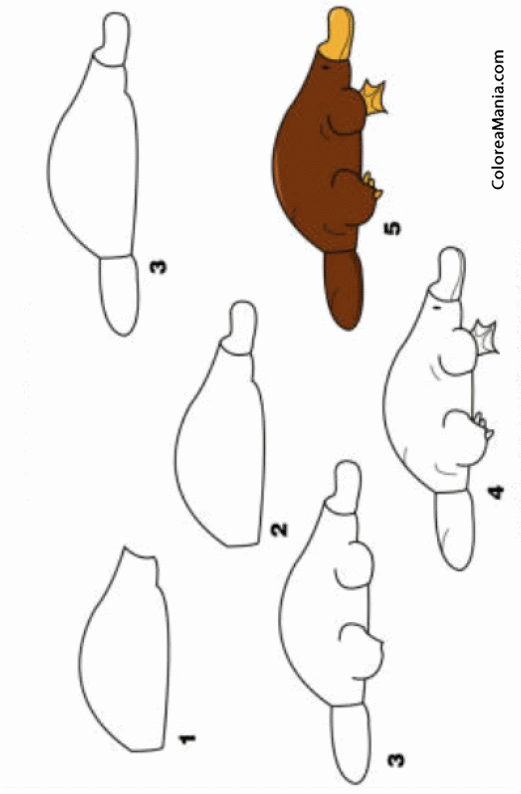 Colorear Como dibujar un Ornitorrinco