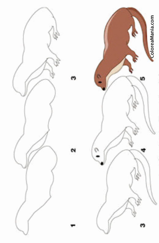 Colorear Como dibujar una Nutria