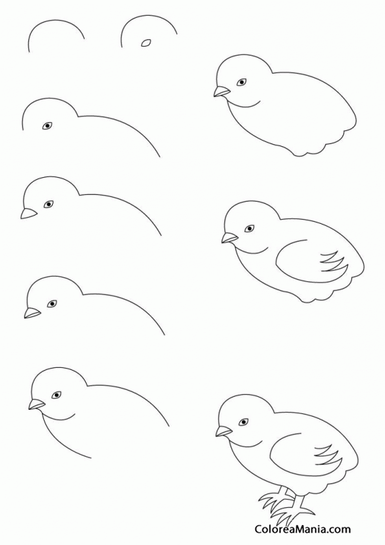 Colorear Como dibujar un polluelo 01