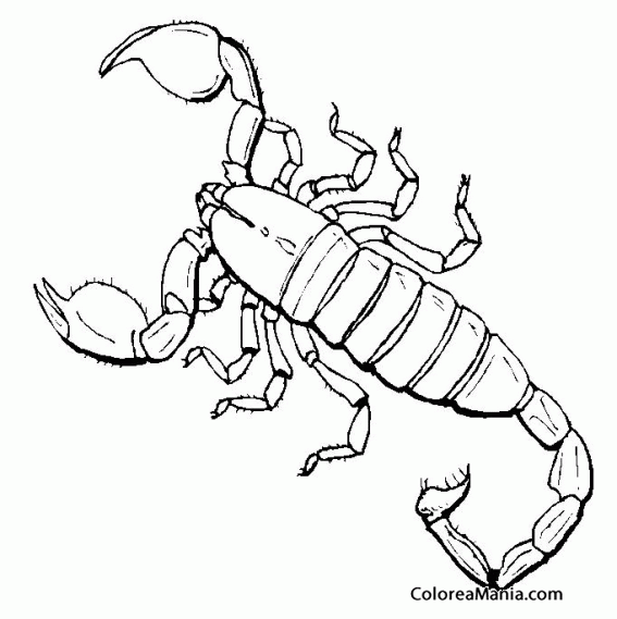Colorear Escorpión 4 (Insectos), dibujo para colorear gratis