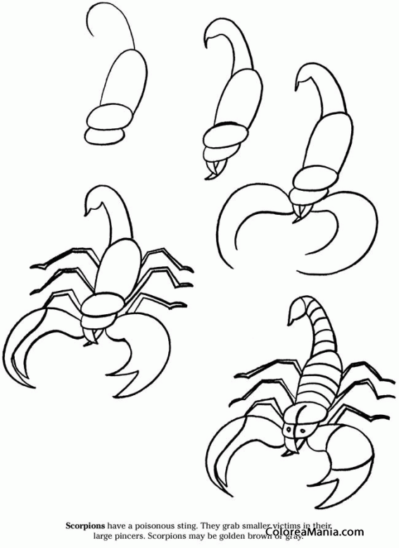 Colorear Como dibujar un escorpión (Cómo dibujar animales), dibujo para  colorear gratis