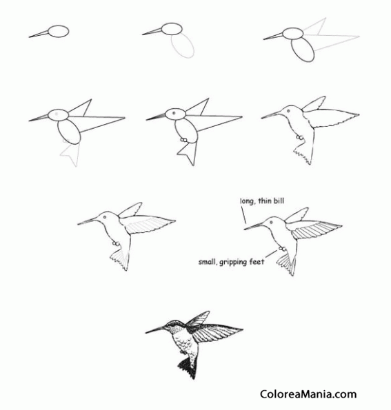 Colorear Un colibrí (Cómo dibujar Aves), dibujo para colorear gratis