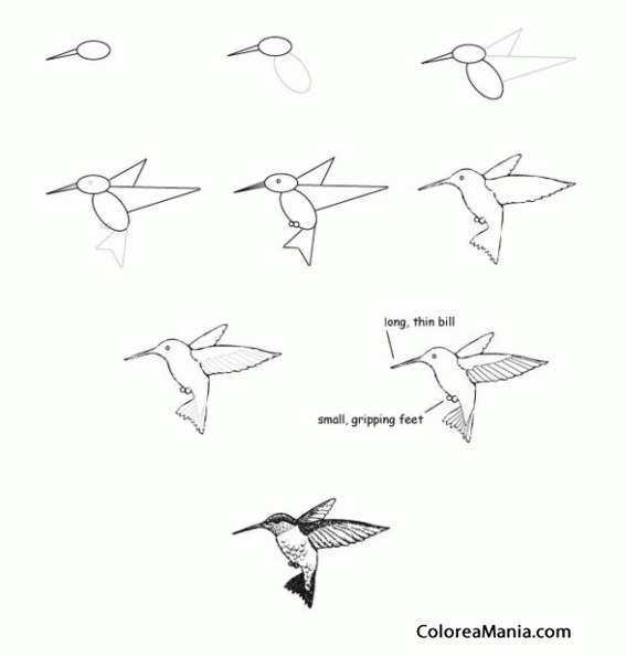 Colorear Un colibrí (Cómo dibujar Aves), dibujo para colorear gratis Colorear Un colibrí (Cómo dibujar Aves), dibujo para colorear gratis