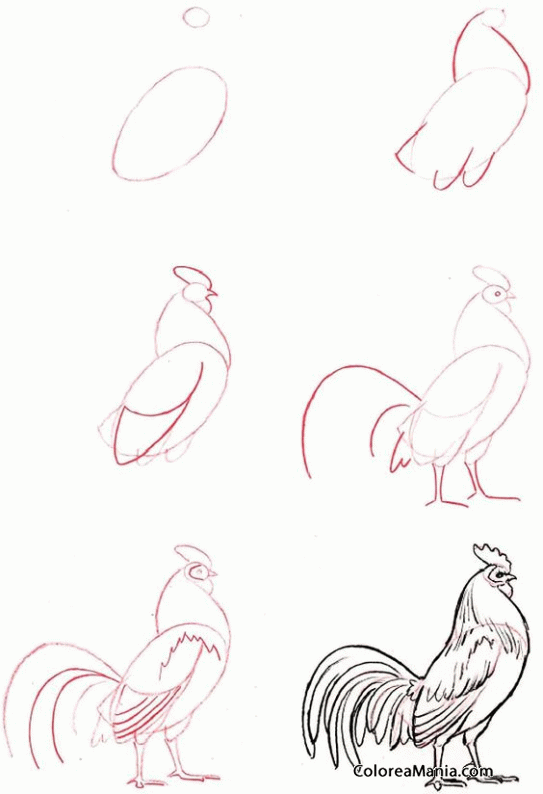 Colorear Gallo (Cómo dibujar Aves), dibujo para colorear gratis
