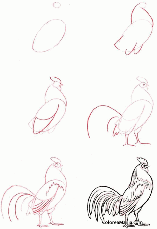 Colorear Gallo (Cómo dibujar Aves), dibujo para colorear gratis Colorear Gallo (Cómo dibujar Aves), dibujo para colorear gratis
