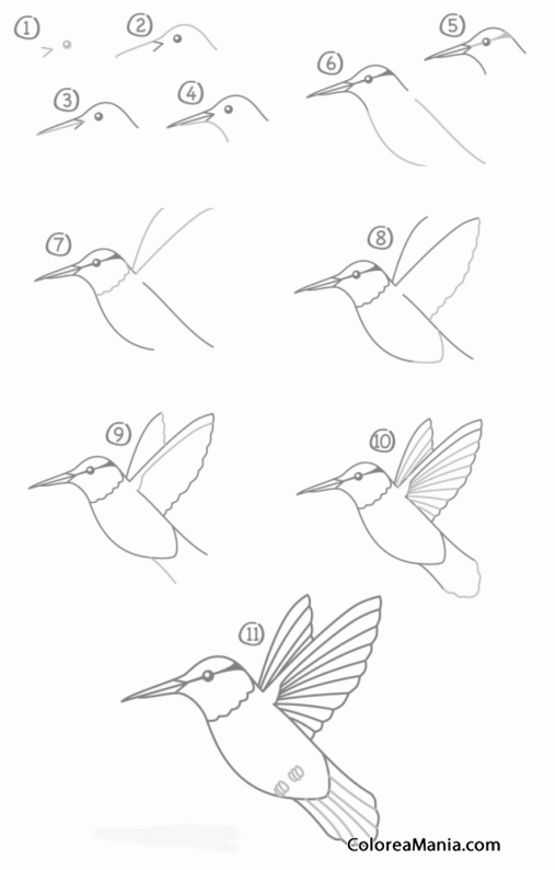 Colorear Colibri, en 10 pasos (Cómo dibujar Aves), dibujo para colorear gratis Colorear Colibri, en 10 pasos (Cómo dibujar Aves), dibujo para colorear gratis