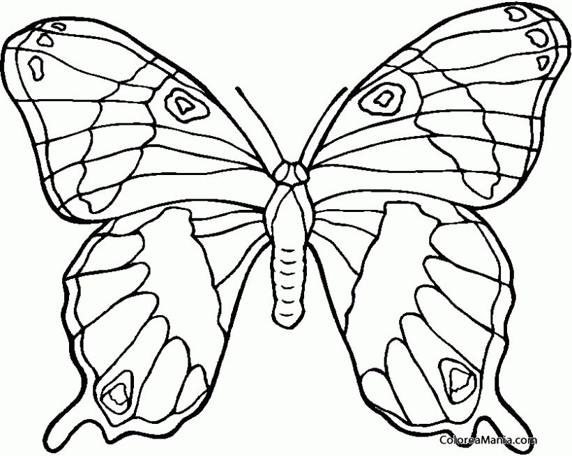 Colorear Mariposa Con Alas Perfectas Insectos Dibujo Para