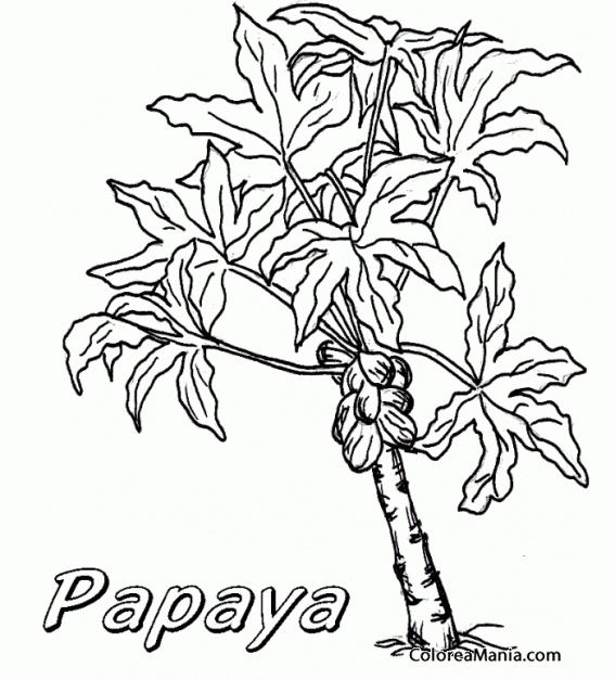 Colorear rbol de la papaya