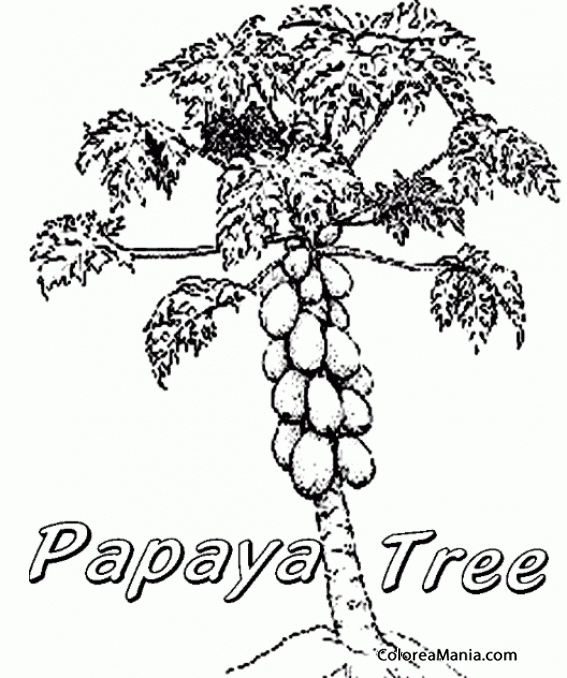 Colorear rbol con racimo de papayas