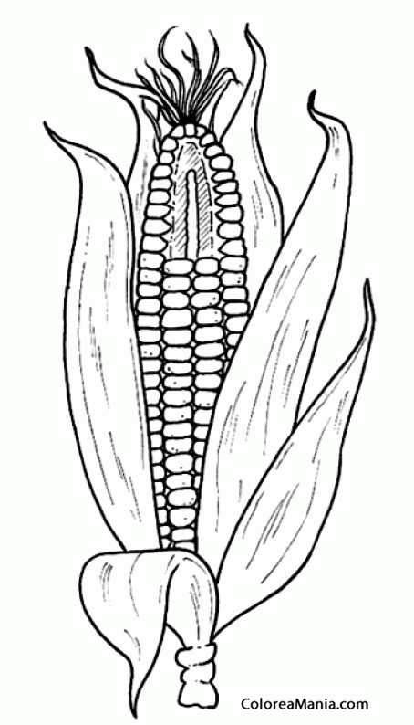 Colorear Mazorca maíz (Verduras), dibujo para colorear gratis