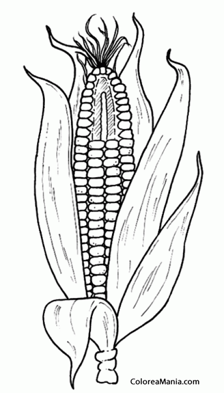 Colorear Mazorca maz