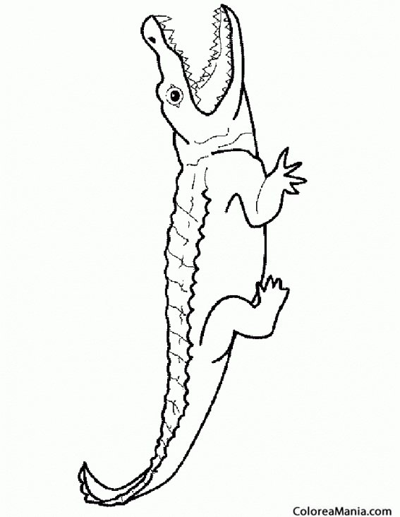 Colorear Cocodrilo con la boca abierta (Reptiles), dibujo para colorear gratis Colorear Cocodrilo con la boca abierta (Reptiles), dibujo para colorear gratis
