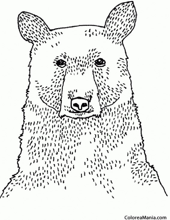 Colorear Busto de Oso