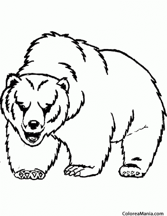 Colorear Oso Kodiak