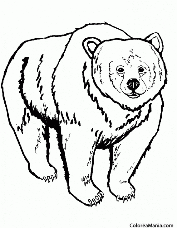 Colorear Oso Kodiak 2