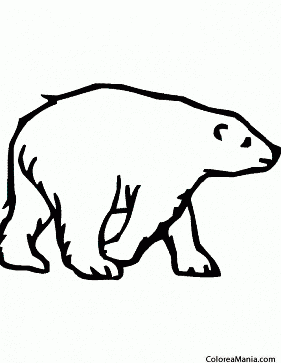 Colorear Oso polar 16