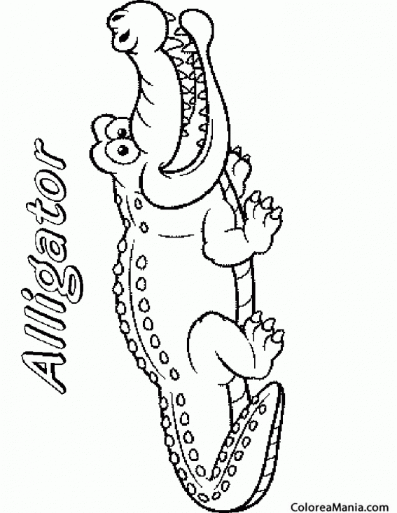 Colorear Cocodrilo.Alligator