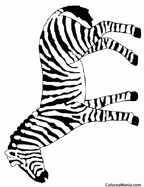 Colorear Cebra de pie
