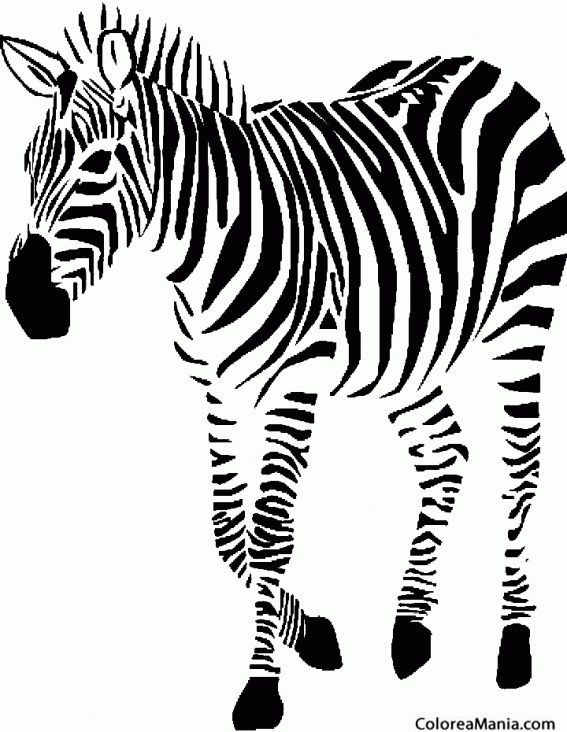 Colorear Cebra al paso (Animales de la Selva), dibujo para colorear gratis