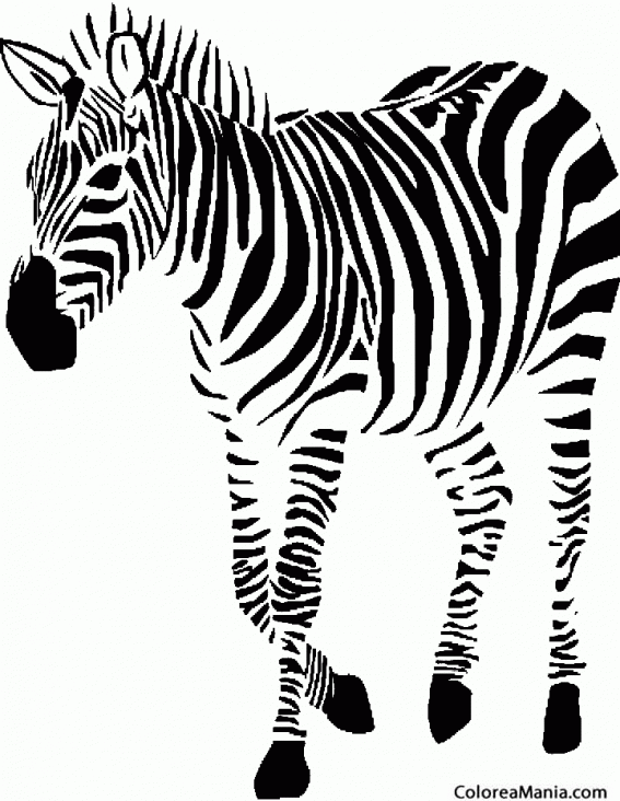 Colorear Cebra al paso (Animales de la Selva), dibujo para colorear gratis Colorear Cebra al paso (Animales de la Selva), dibujo para colorear gratis