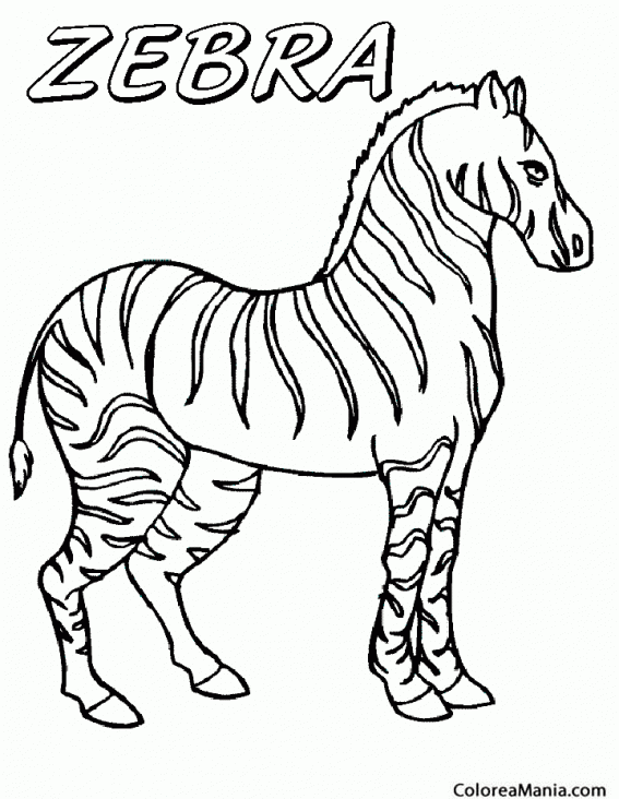 Colorear Cebra. Zebra de la sabana