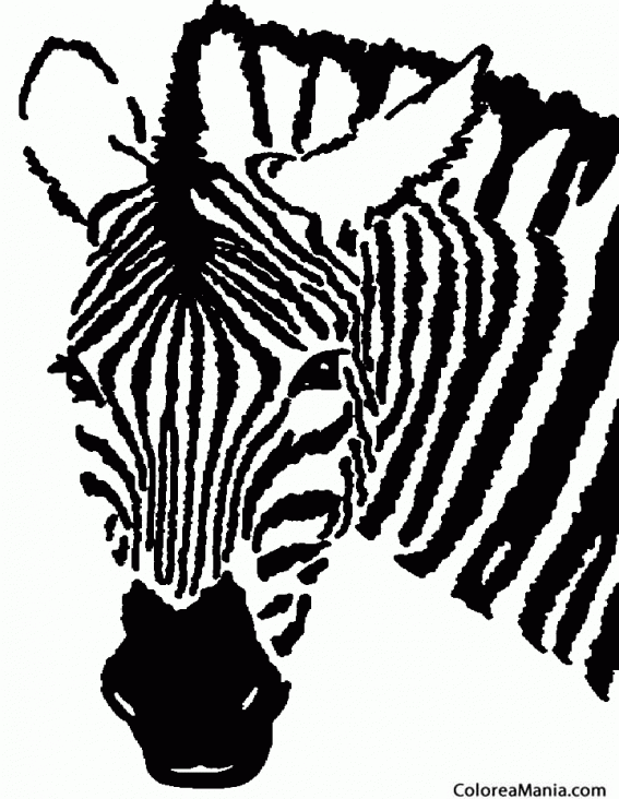 Colorear Cebra. Cabeza de zebra