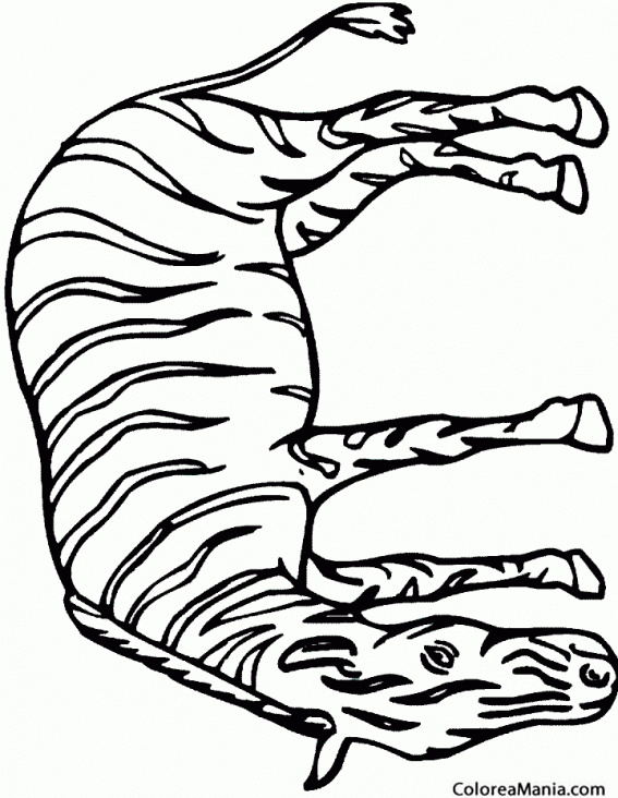 Colorear Cebra cabeza gacha