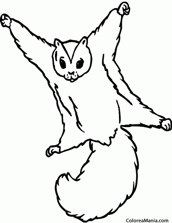 Colorear Ardilla voladora (Animales del Bosque), dibujo para colorear gratis Colorear Ardilla voladora (Animales del Bosque), dibujo para colorear gratis