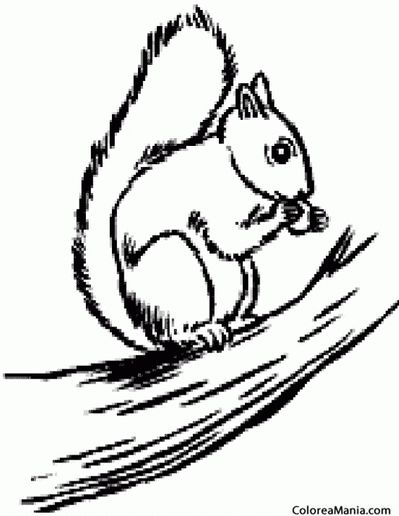 Colorear Ardilla comiendo en la rama (Animales del Bosque), dibujo para  colorear gratis