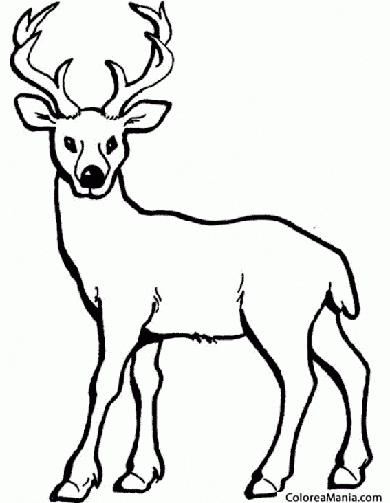 Colorear Alce. ciervo. Deer. Crvol