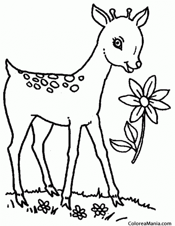 Colorear Ciervo oliendo flor (Animales del Bosque), dibujo para colorear  gratis