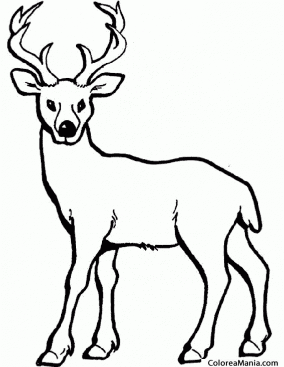 Colorear Alce. ciervo. Deer. Crvol 2