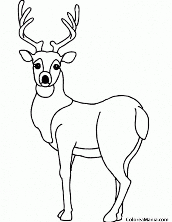 Colorear Ciervo. Crvol .Deer 2