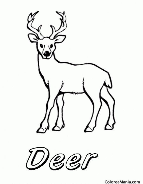 Colorear Deer. Ciervo
