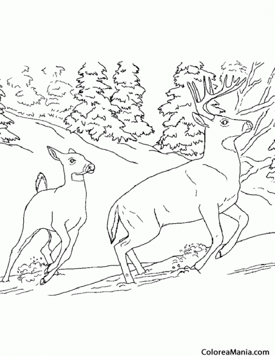 Colorear Ciervos por la ladera