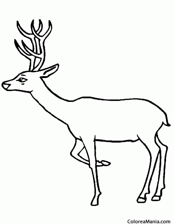 Colorear alce. ciervo. Venado (Animales del Bosque), dibujo para colorear gratis Colorear alce. ciervo. Venado (Animales del Bosque), dibujo para colorear gratis