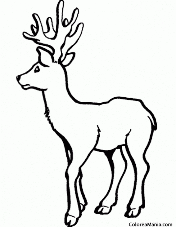 Colorear Reno joven (Animales del Bosque), dibujo para colorear gratis Colorear Reno joven (Animales del Bosque), dibujo para colorear gratis