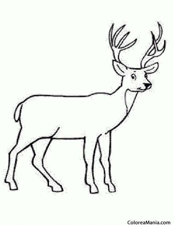 Colorear Alce. ciervo. Crvol. Deer. 