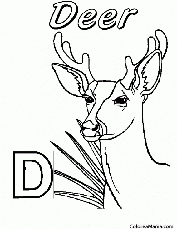 Colorear Ciervo. Deer con D