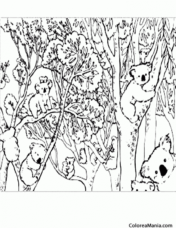 Colorear Koalas en el bosque