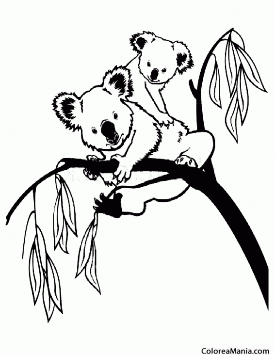 Colorear 2 Koalas en lo alto