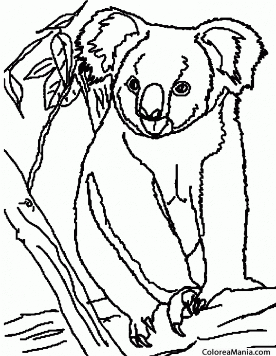 Colorear Koala adulto