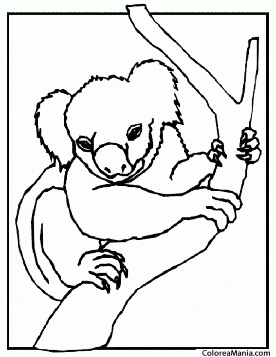 Colorear Koala apaciguado
