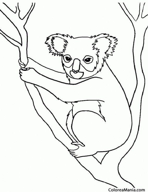 Colorear Koala entre dos ramas